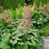 Verkauf Gestieltblättriges Schaublatt - Rodgersia podophylla