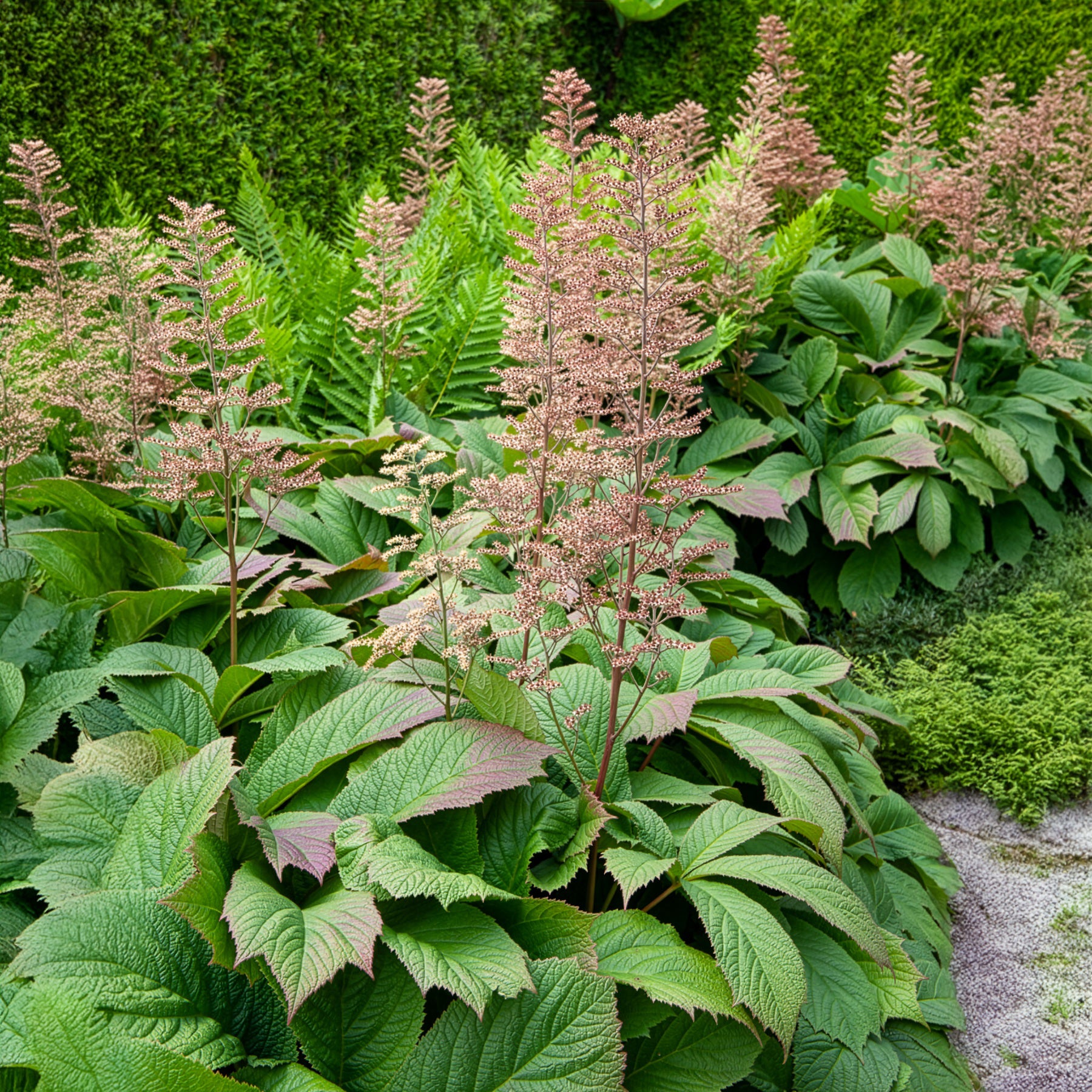 Verkauf Gestieltblättriges Schaublatt - Rodgersia podophylla
