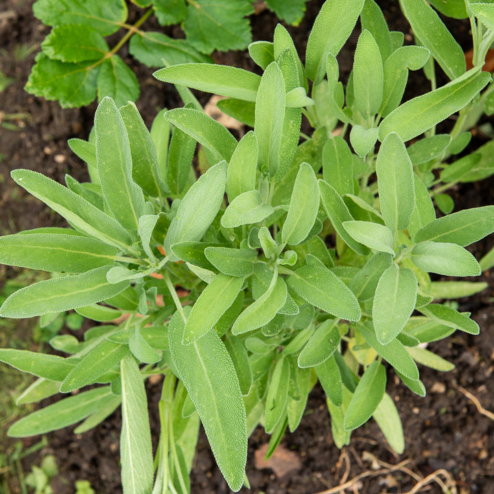 Spanischer Salbei - Salvia lavandulifolia - Bakker