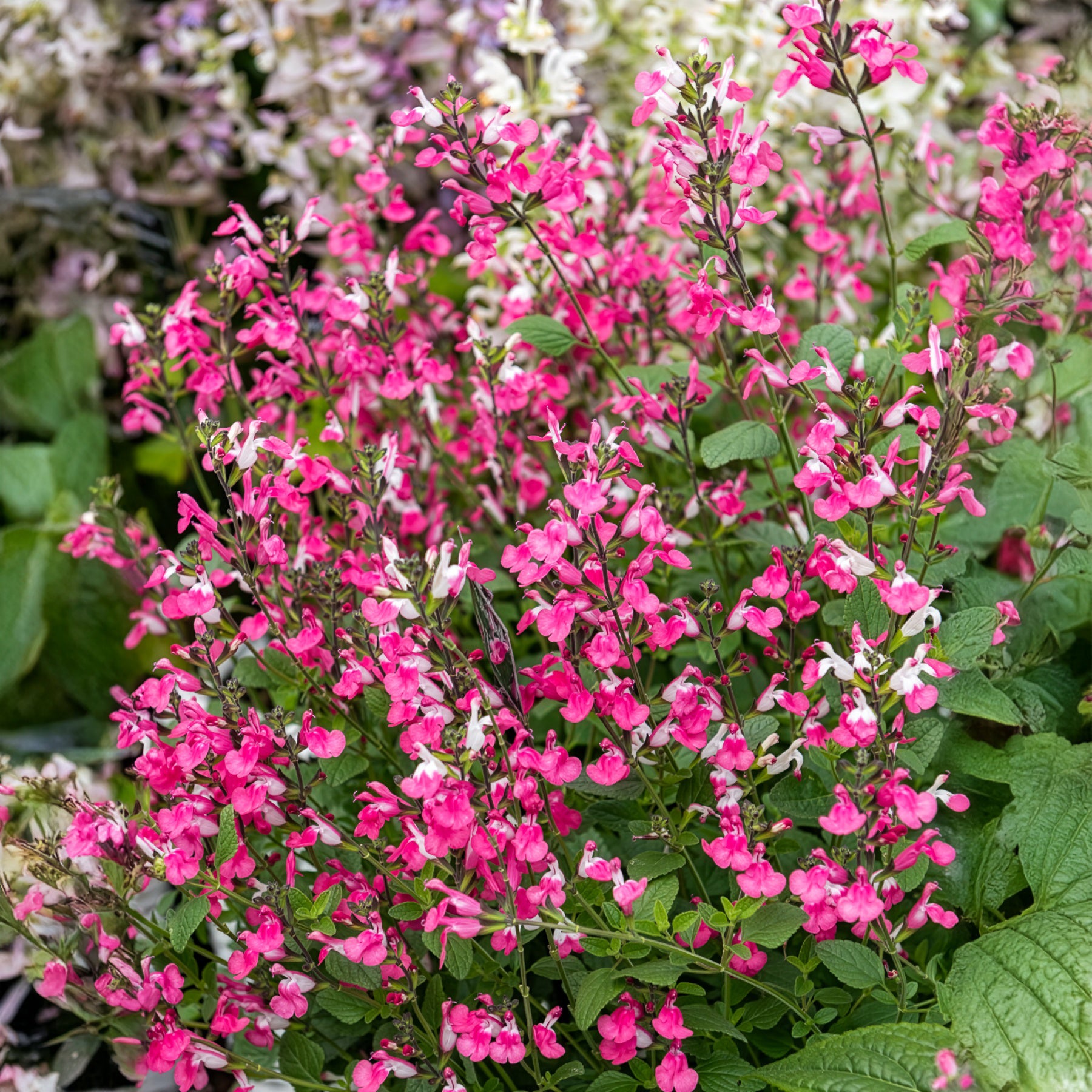 Salvia microphylla Pink Lips - Johannisbeer-Salbei Pink Dream - Salbei