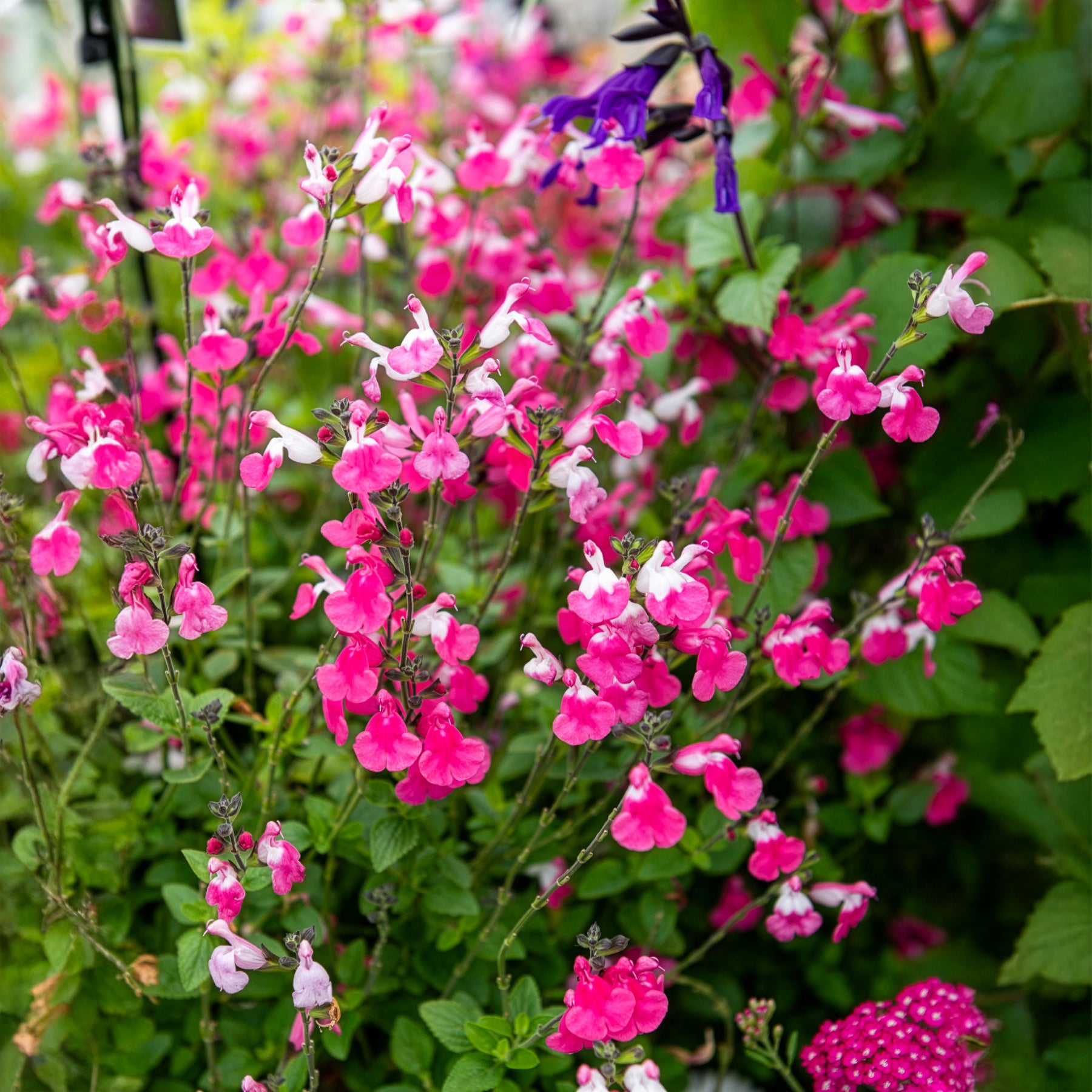 Salbei - Johannisbeer-Salbei Pink Dream - Salvia microphylla Pink Lips