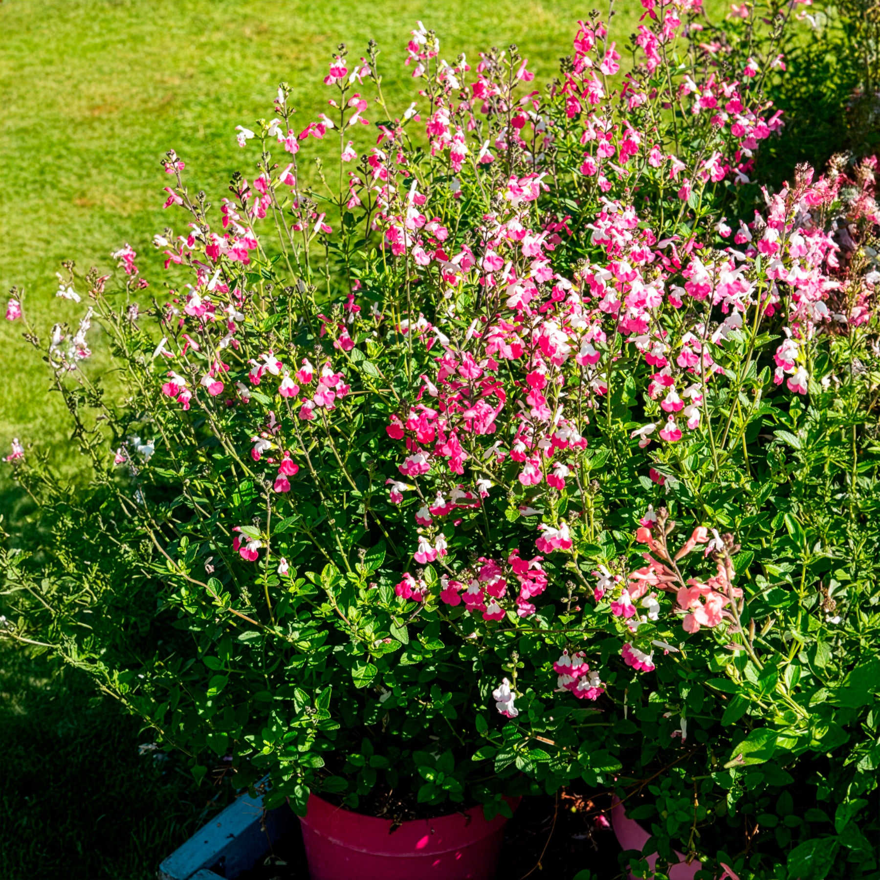 Johannisbeer-Salbei Pink Dream - Salvia microphylla Pink Lips - Bakker