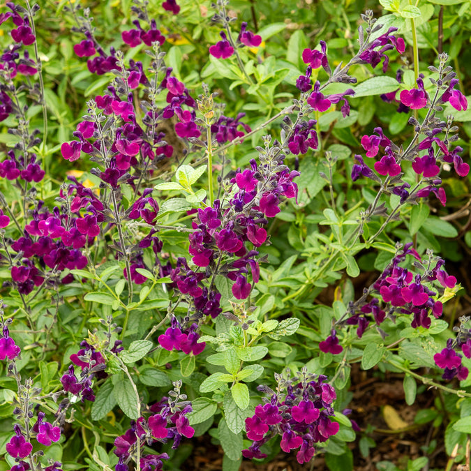 Strauch-Salbei ‘Nachtvlinder’ - Salvia Nachtvlinder - Bakker