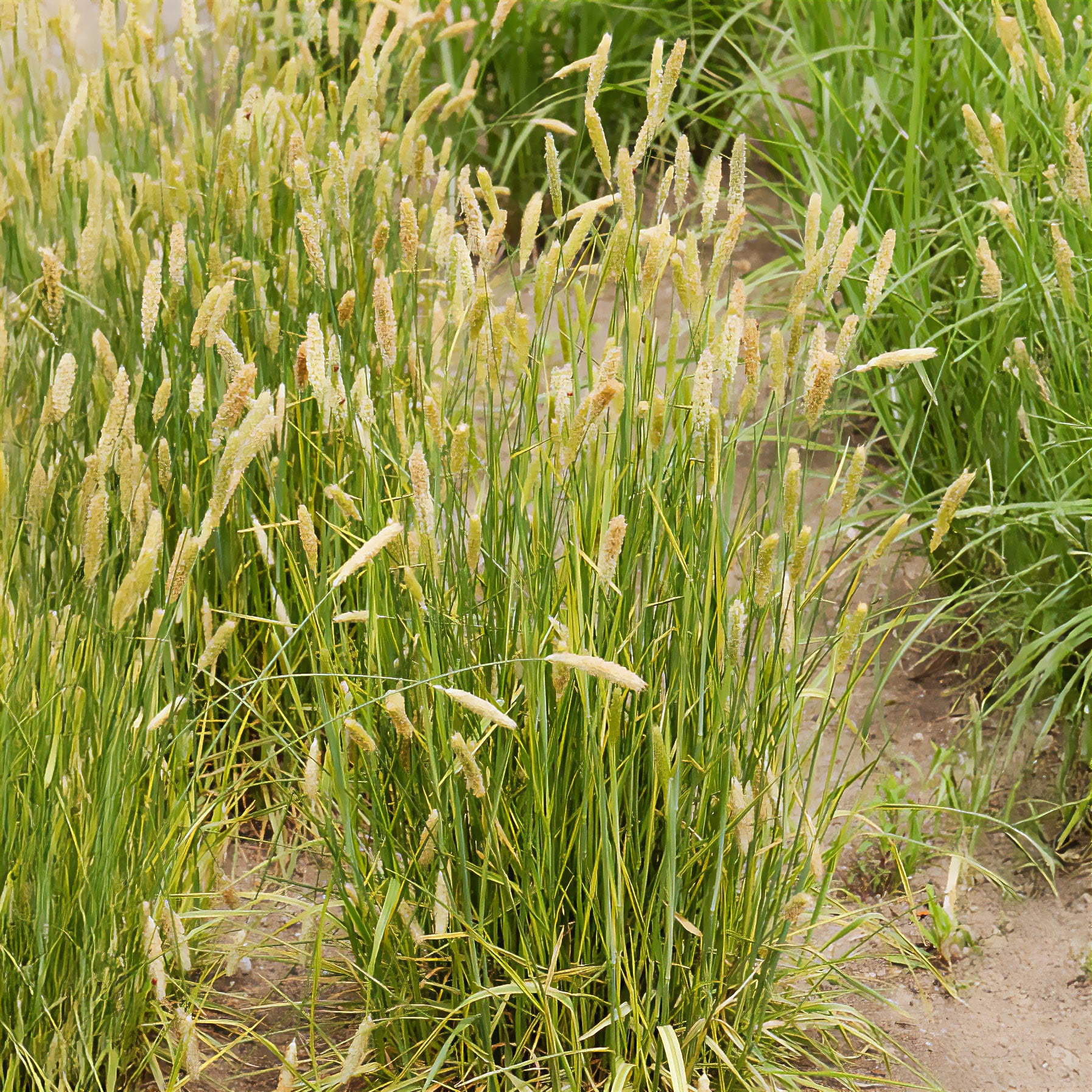 Wiesen-Fuchsschwanz ‘Aureovariegatus’ - Alopecurus pratensis Aureovariegatus - Bakker