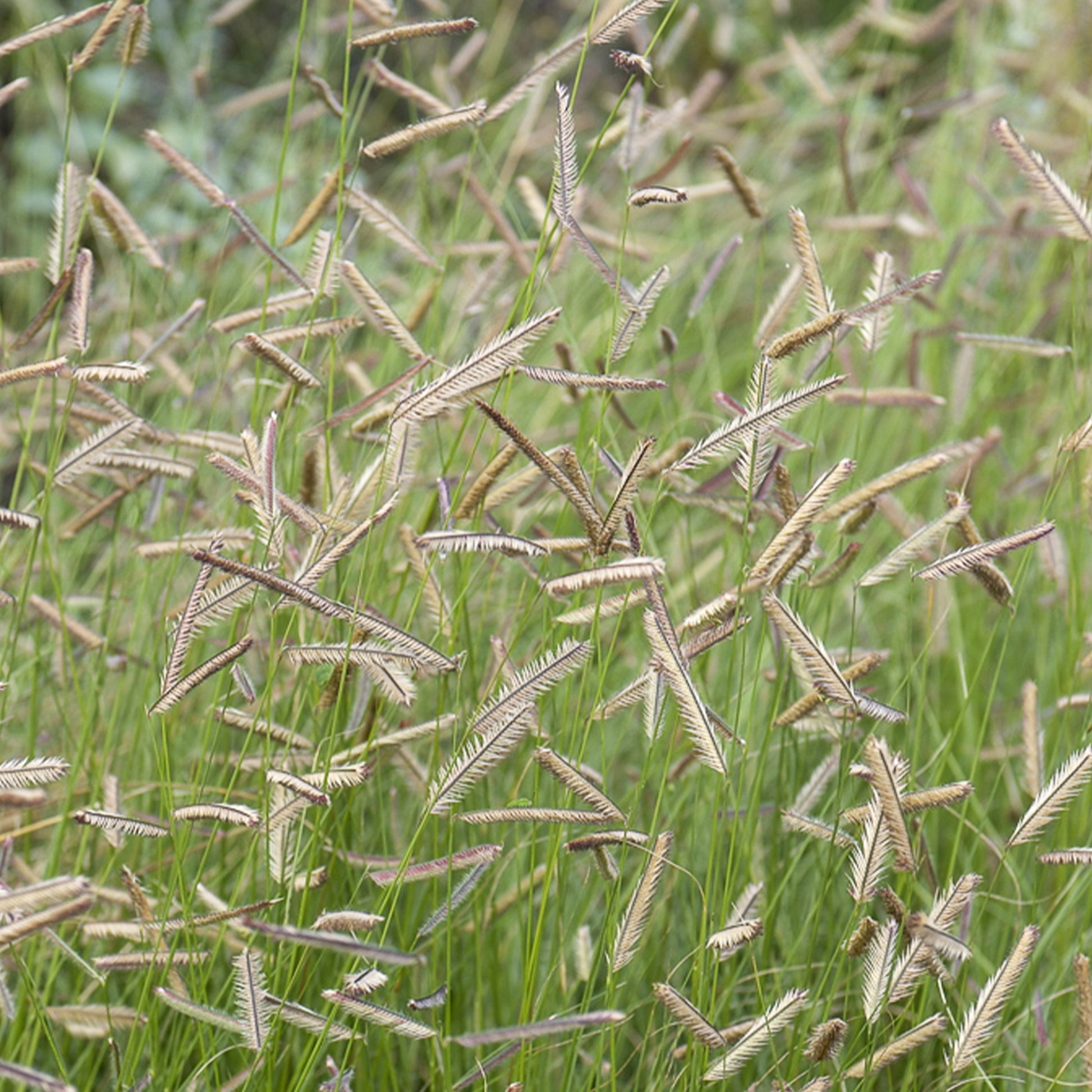 Blaues Moskitogras - Bouteloua gracilis - Bakker