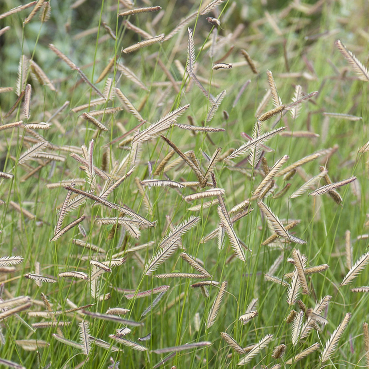 Blaues Moskitogras - Bouteloua gracilis - Bakker