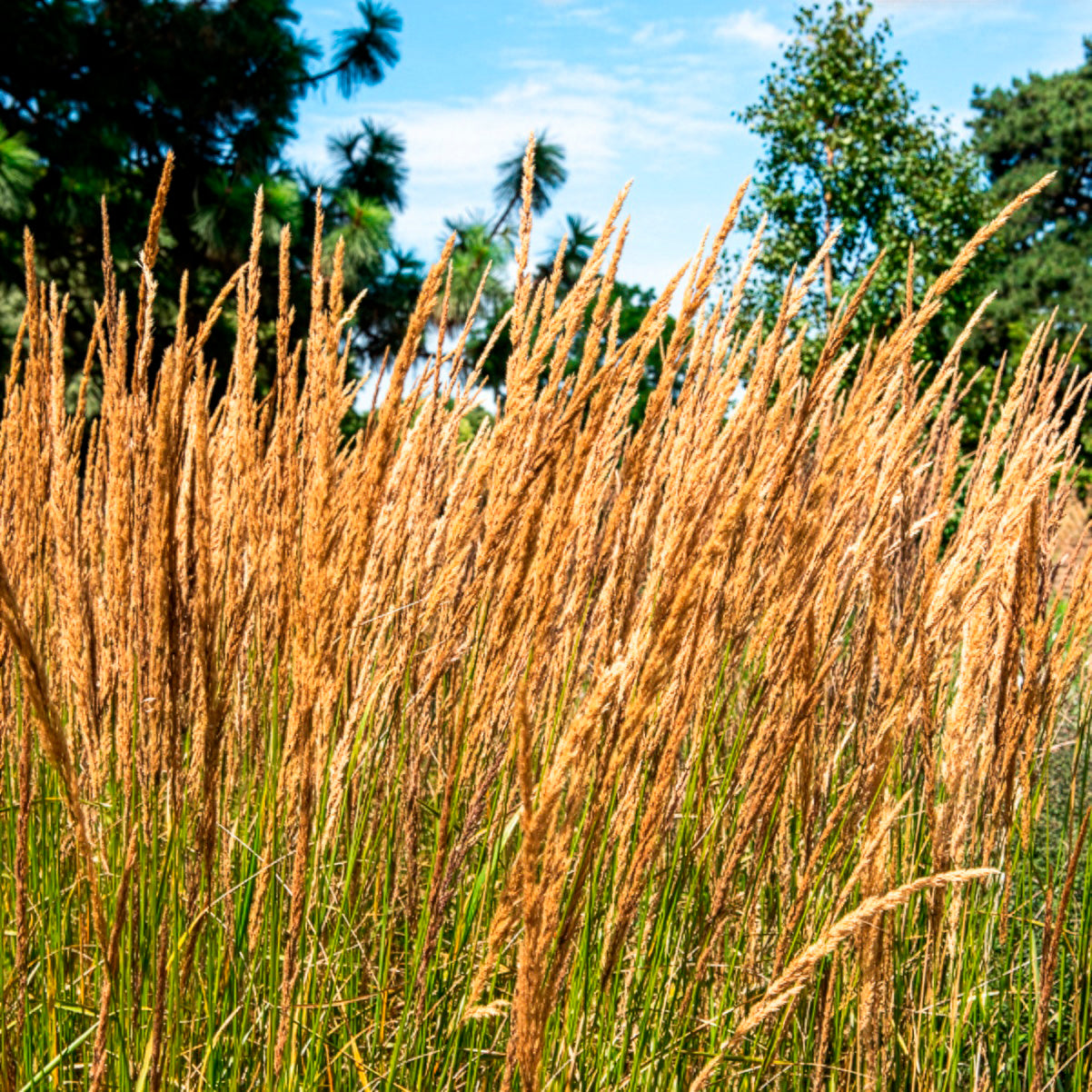 Verkauf 5 Stauden für ein blühendes Beet - Calamagrostis acutiflora,Molinia caerulea,Verbena bonariensis,Echinacea purpurea, Salvia nemorosa                    