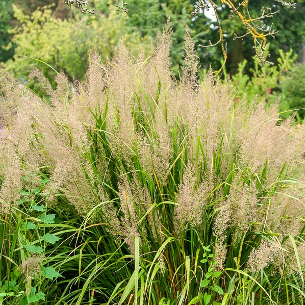 Diamantgras - Calamagrostis arundinacea var. brachytricha - Bakker