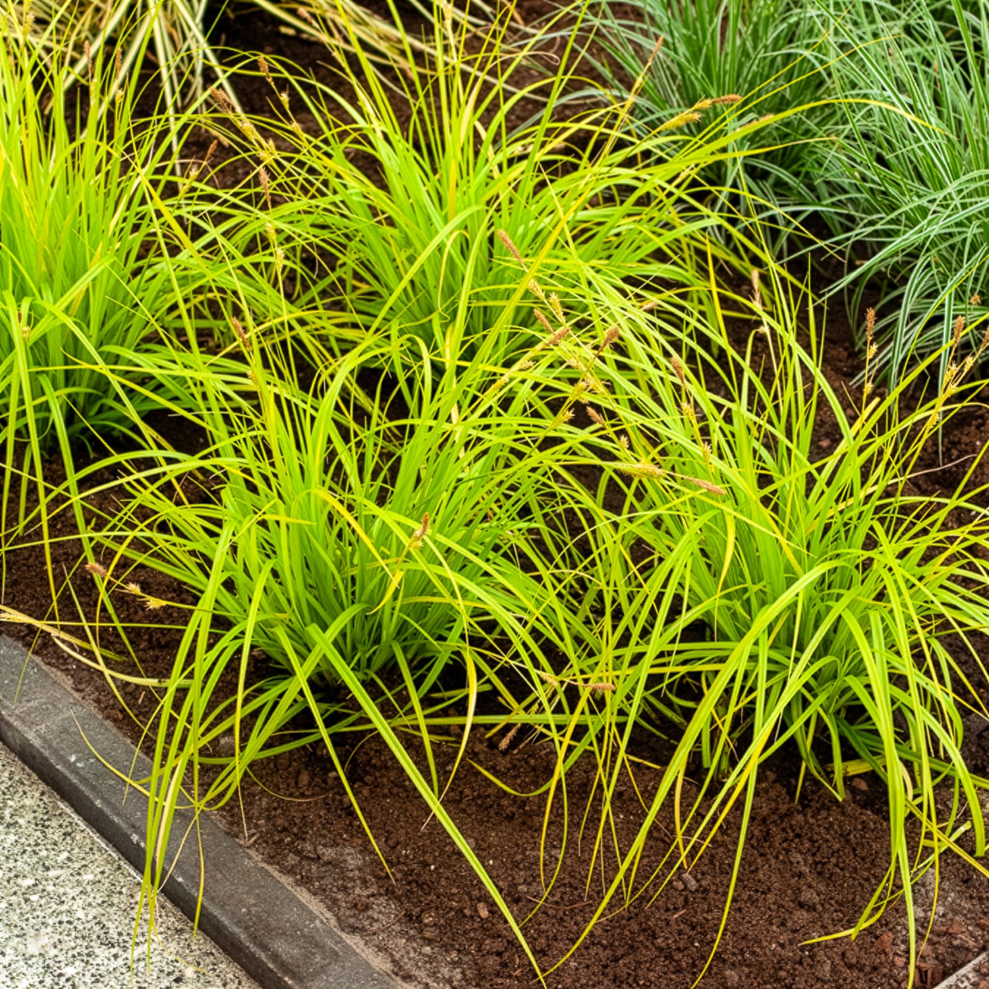 Japan-Segge Everillo - Carex oshimensis Everillo - Bakker