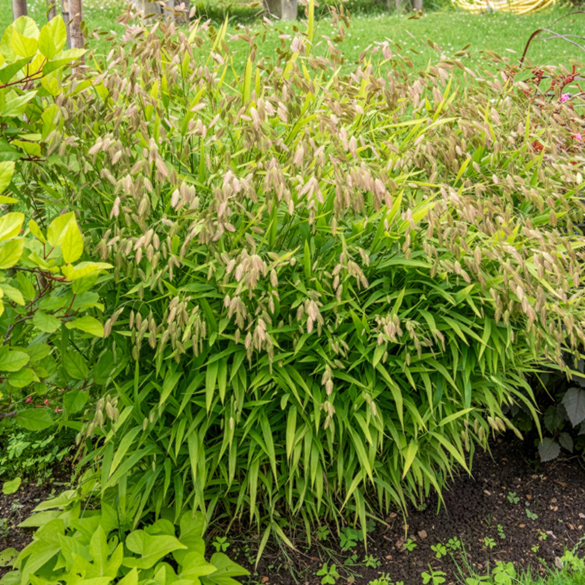 Chasmanthium latifolium - Plattährengras - Gräser