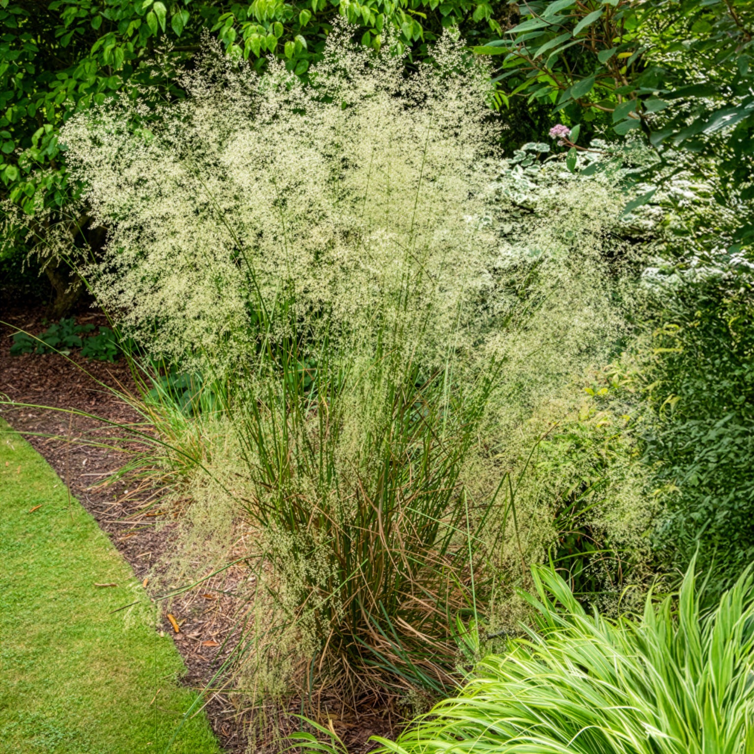 Rasen-Schmiele - Deschampsia cespitosa - Bakker