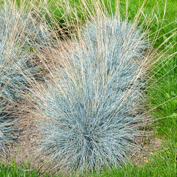 Verkauf Blau-Schwingel 'Elijah Blue'
