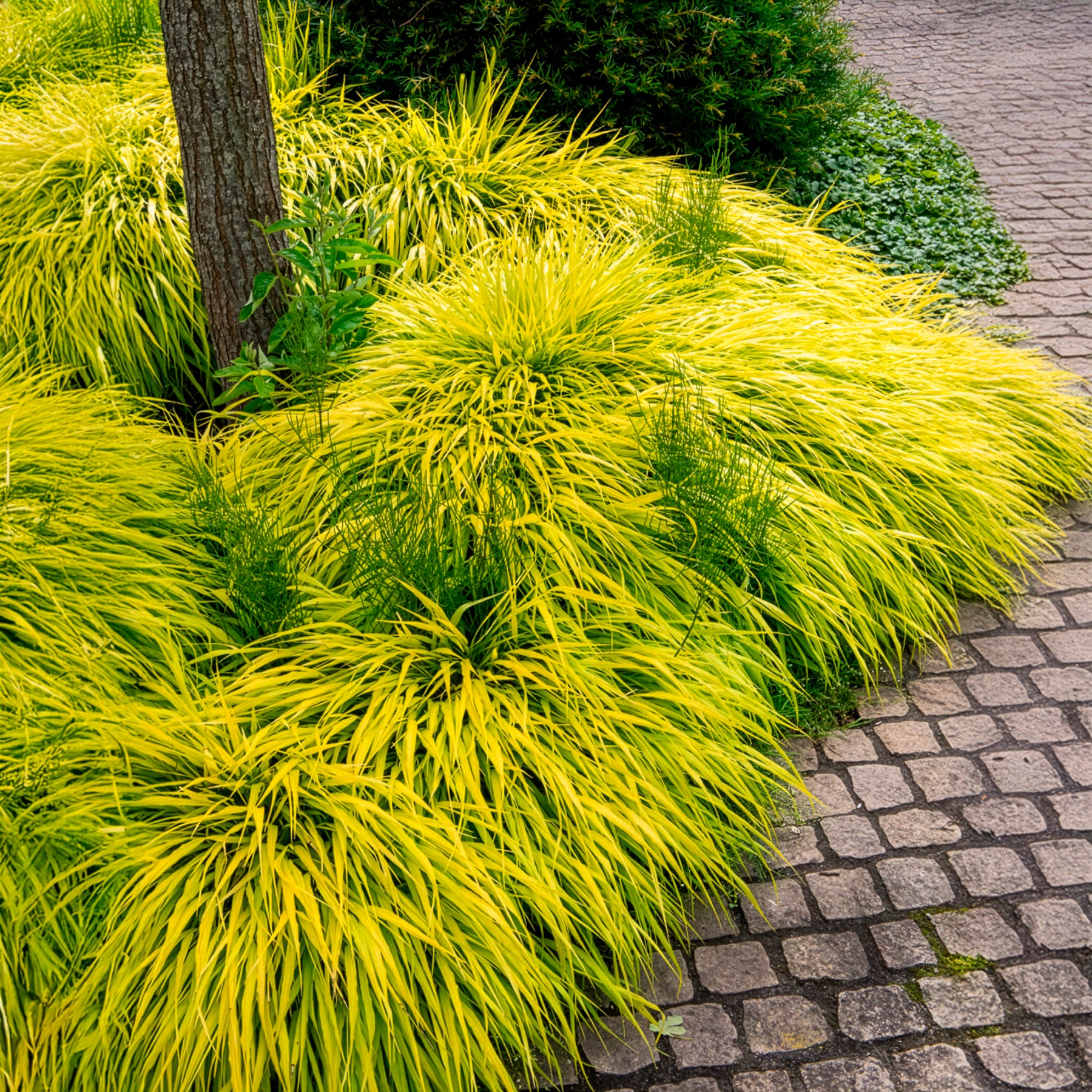 Japanisches Goldberggras All Gold - Hakonechloa macra all gold - Bakker
