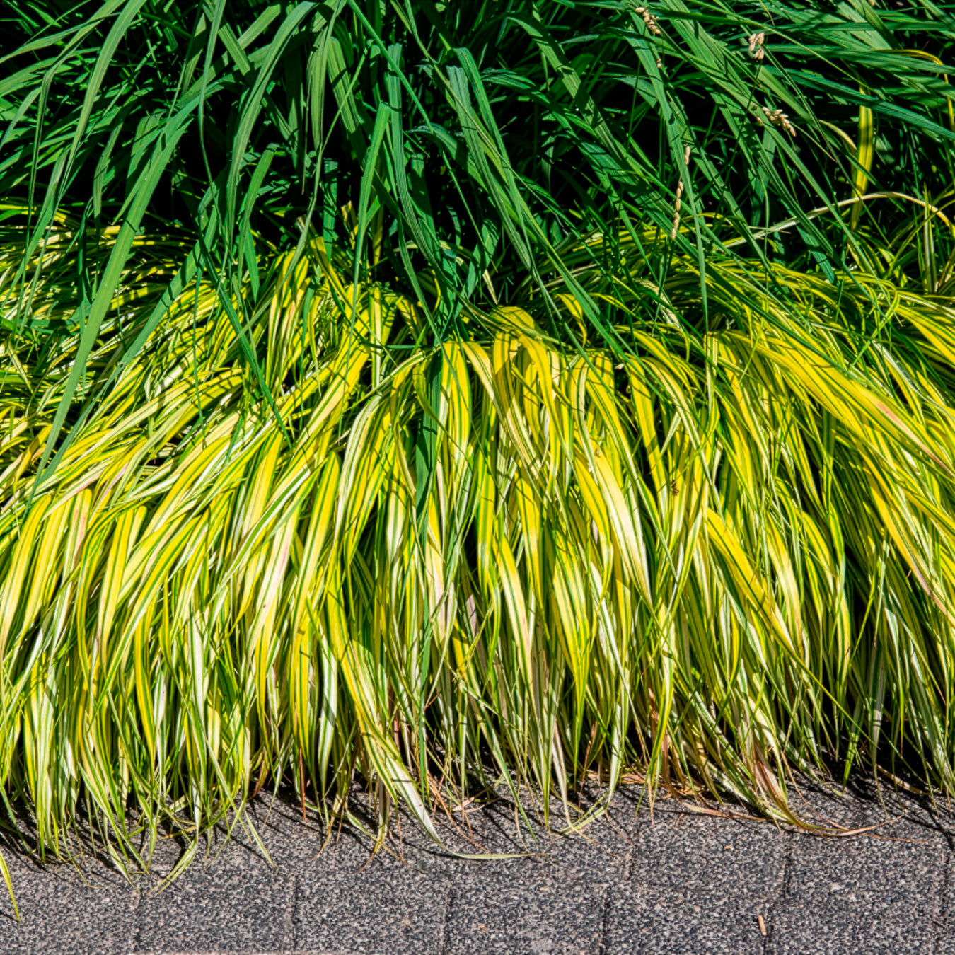 Japangras Aureola - Hakonechloa macra aureola - Bakker