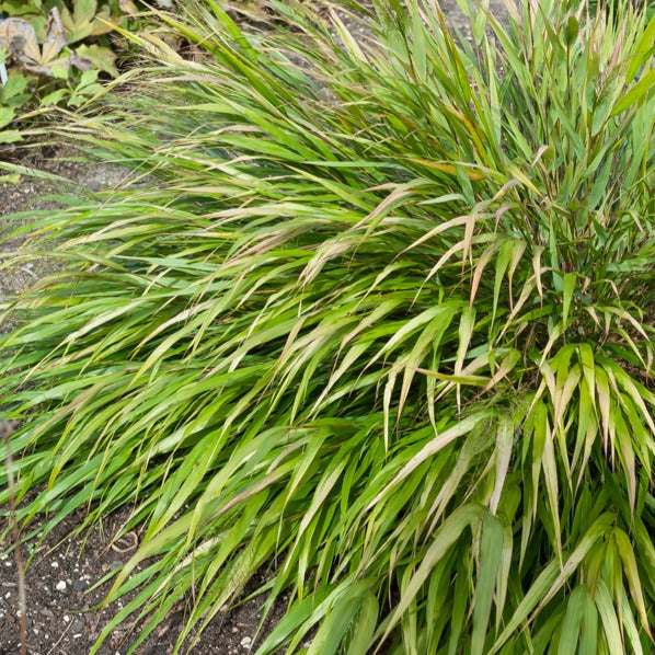 Japanwaldgras ‘Nicolas’ - Hakonechloa macra Nicolas - Bakker
