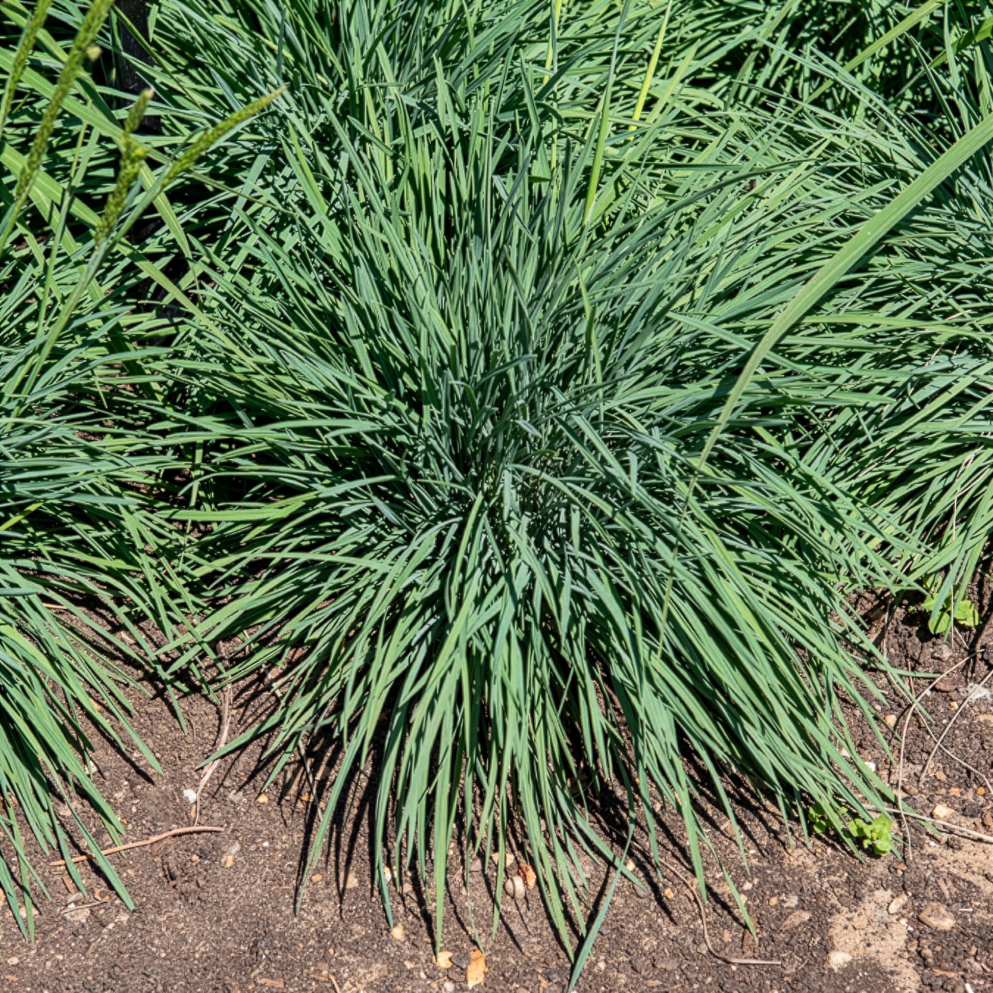 Blaues Schillergras - Koeleria glauca - Bakker