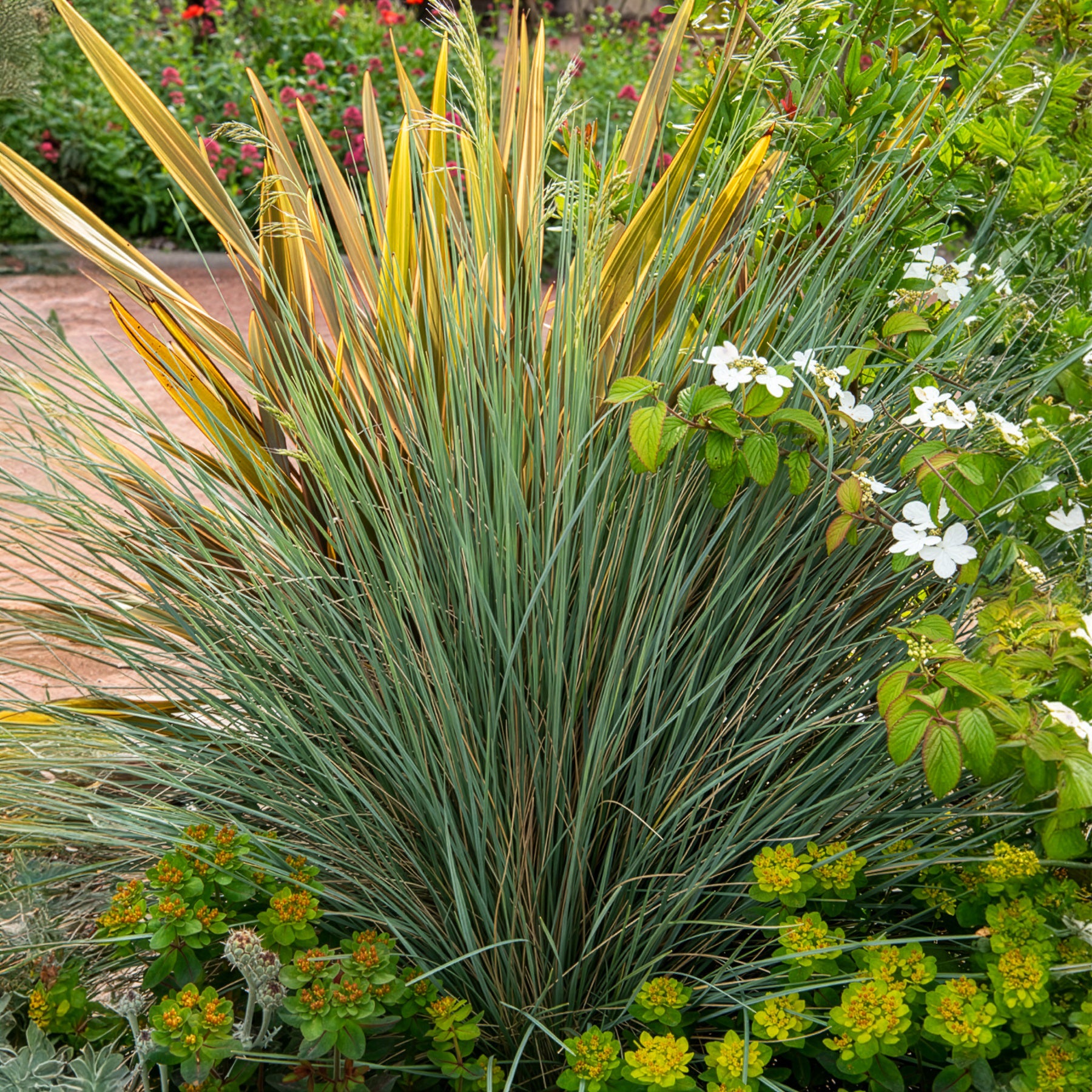 Koeleria glauca - Blaues Schillergras - Gräser