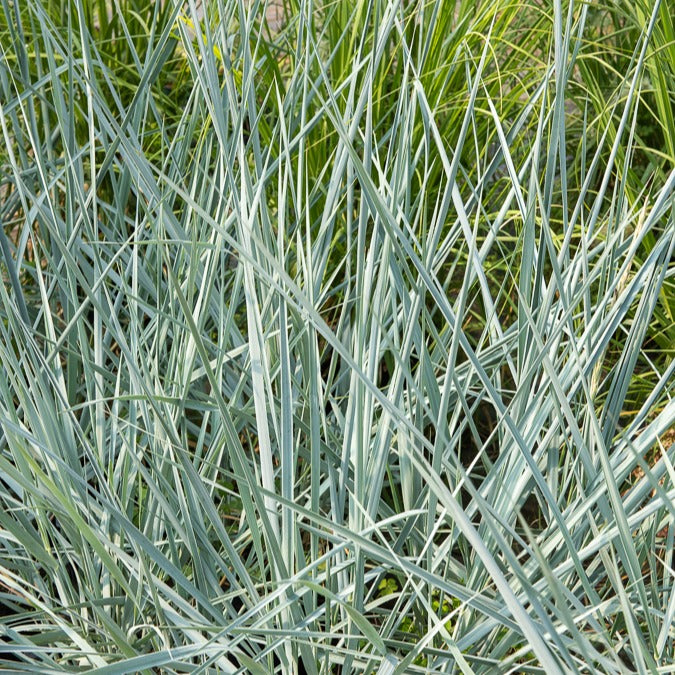 Gräser - Meerroggen Blue Dune - Leymus arenarius Blue Dune