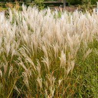 Chinaschilf 'Kleine Fontäne' - Miscanthus sinensis kleine fontäne - Bakker