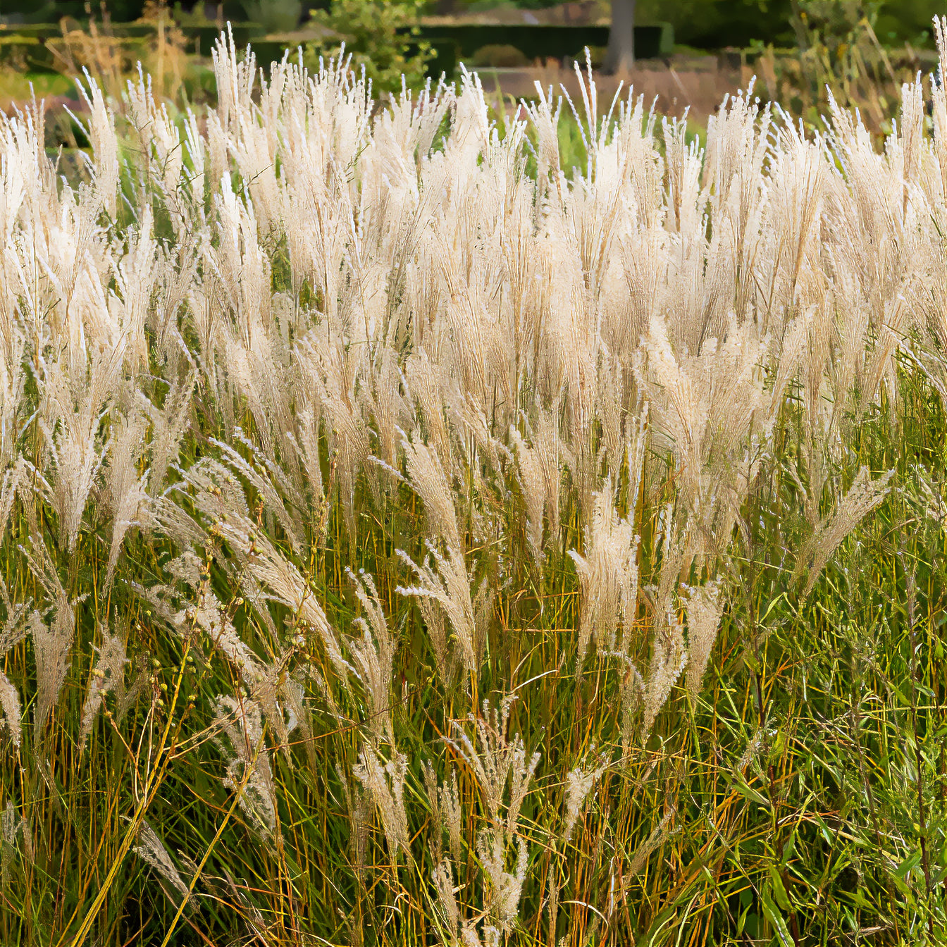 Chinaschilf 'Kleine Fontäne' - Miscanthus sinensis kleine fontäne - Bakker