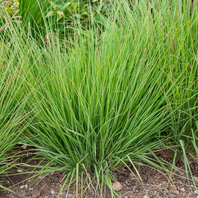 Blaues Pfeifengras Heidebraut - Bakker