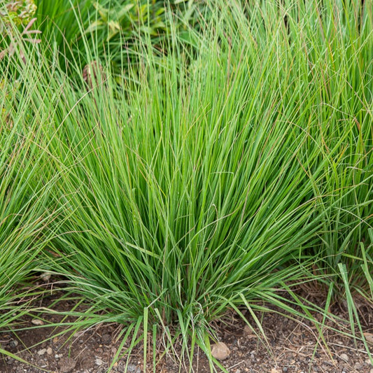Blaues Pfeifengras Heidebraut - Bakker