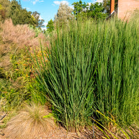 Panicum virgatum northwind - Riesen-Rutenhirse Northwind - Rispenhirse