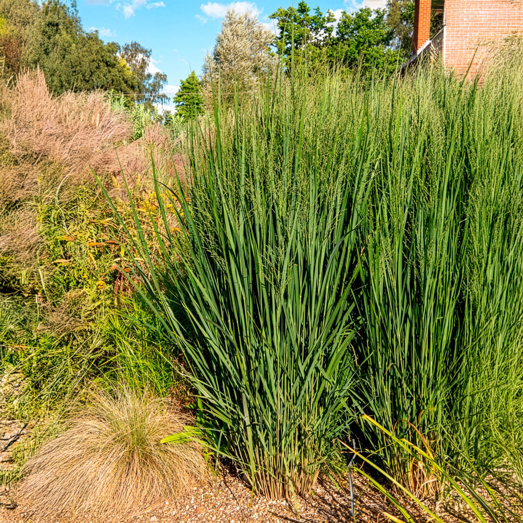 Panicum virgatum northwind - Riesen-Rutenhirse Northwind - Rispenhirse