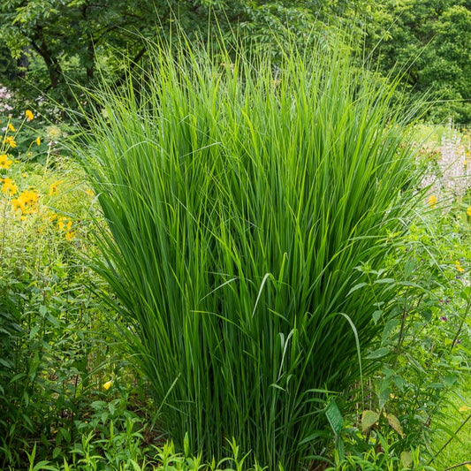 Riesen-Rutenhirse Northwind - Bakker