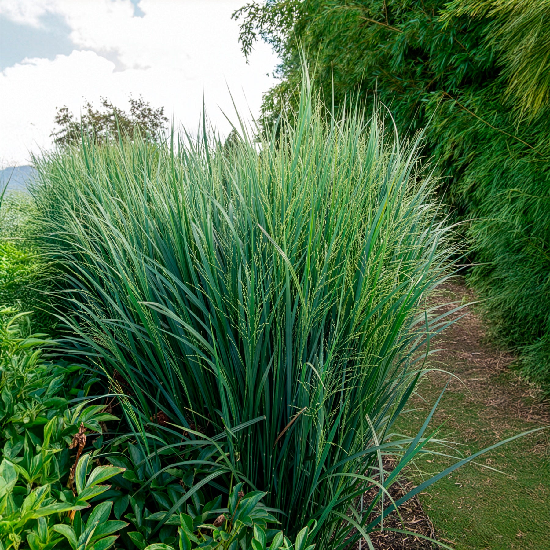 Rispenhirse - Riesen-Rutenhirse Northwind - Panicum virgatum northwind