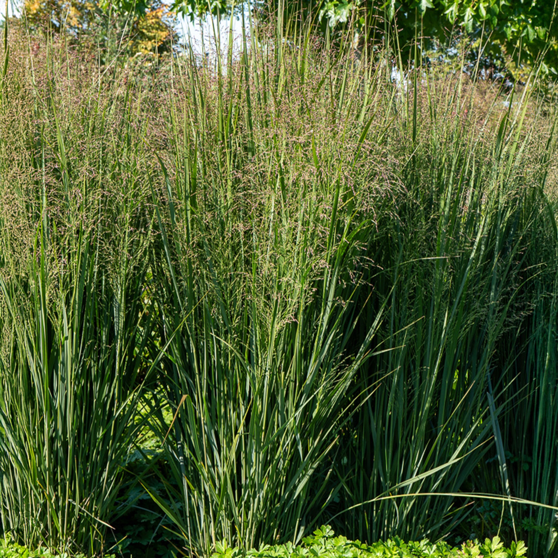 Rutenhirse ‘Prairie Sky’ - Bakker