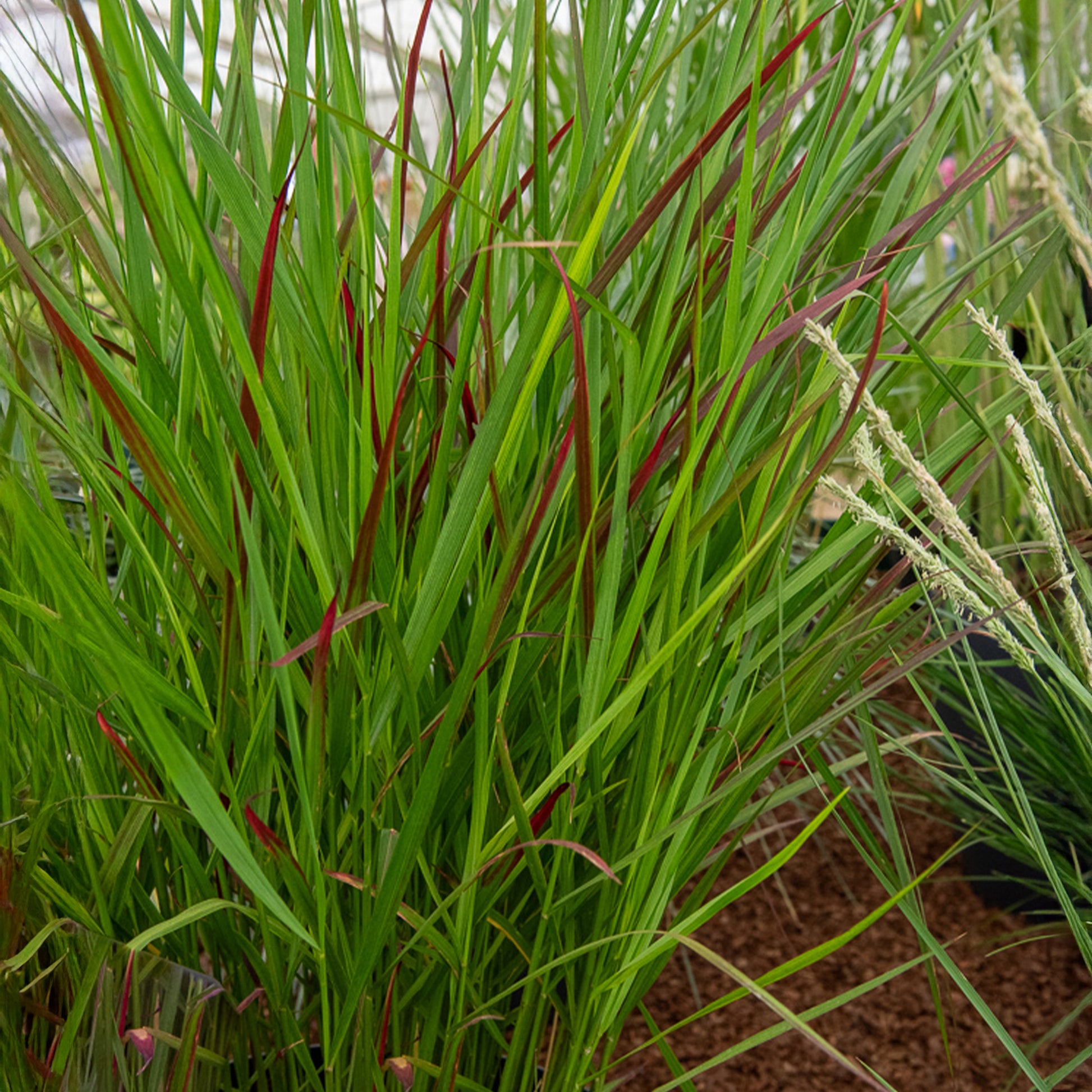 Rutenhirse Squaw - Bakker