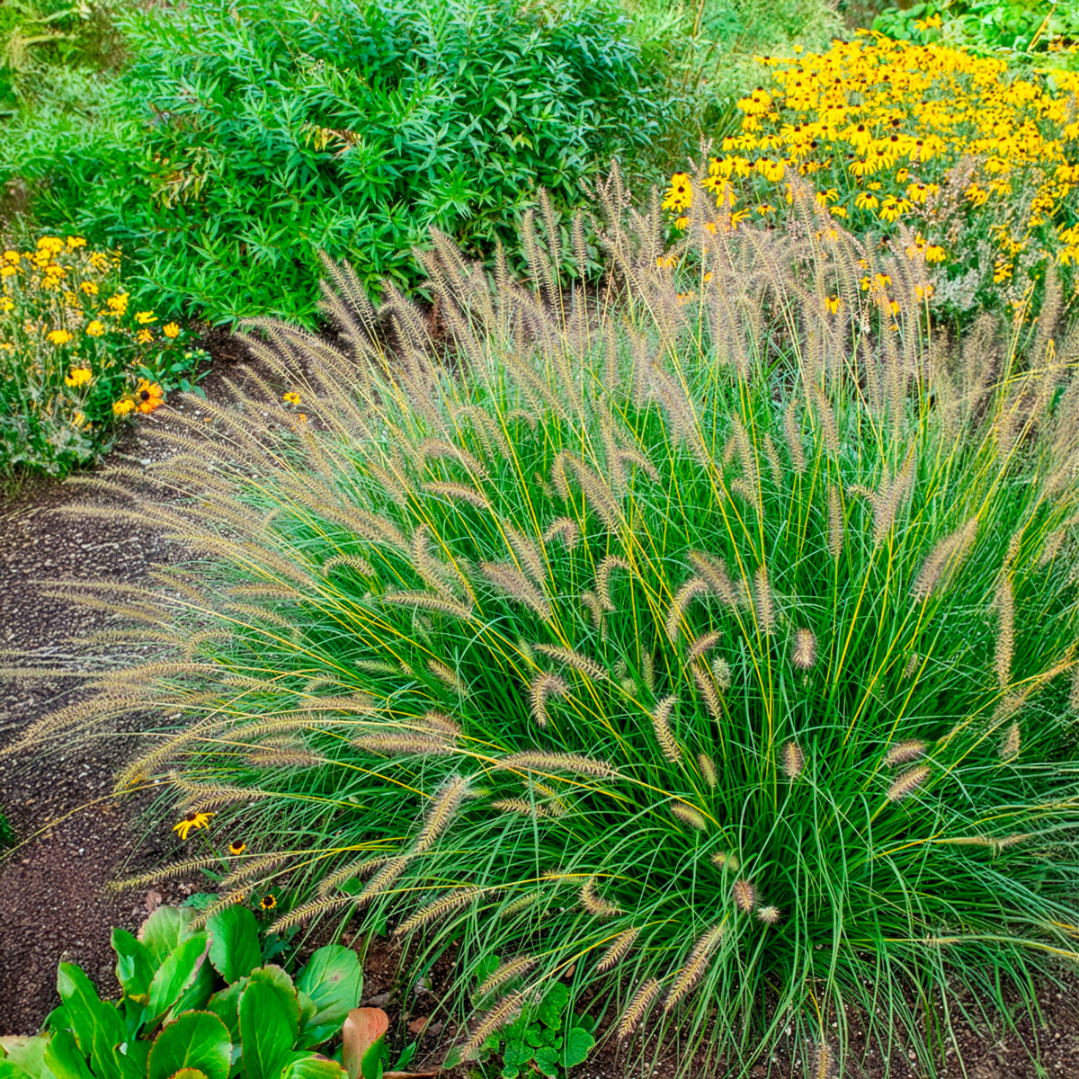 Pennisetum alopecuroides gelbstiel - Lampenputzergras ‘Gelbstiel’ - Pennisetum