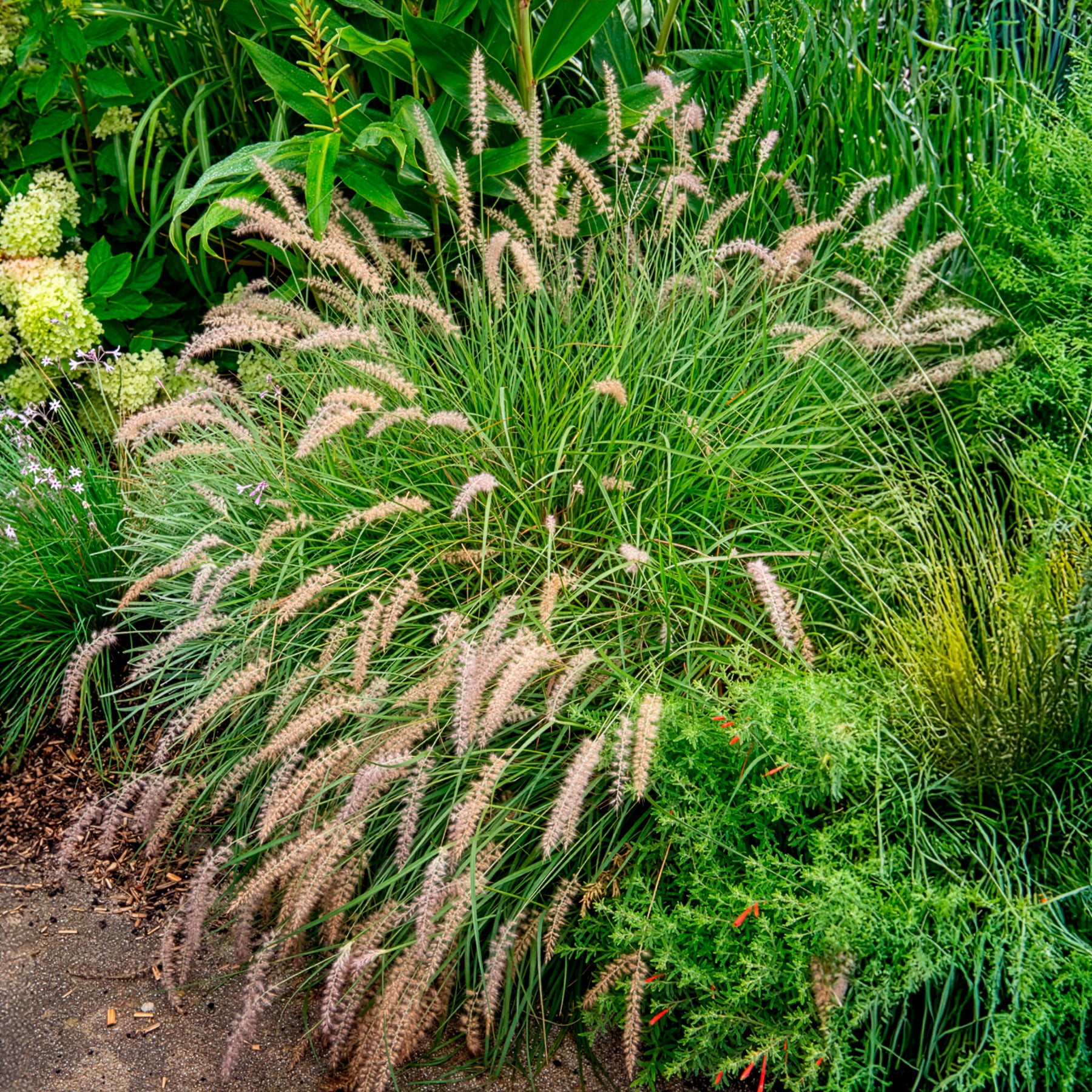 Lampenputzergras ‘Gelbstiel’ - Pennisetum alopecuroides gelbstiel - Bakker