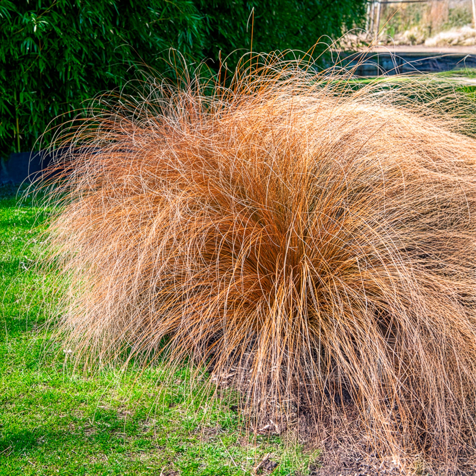 Federborstengras 'Herbstzauber' - Pennisetum alopecuroides herbstzauber - Bakker
