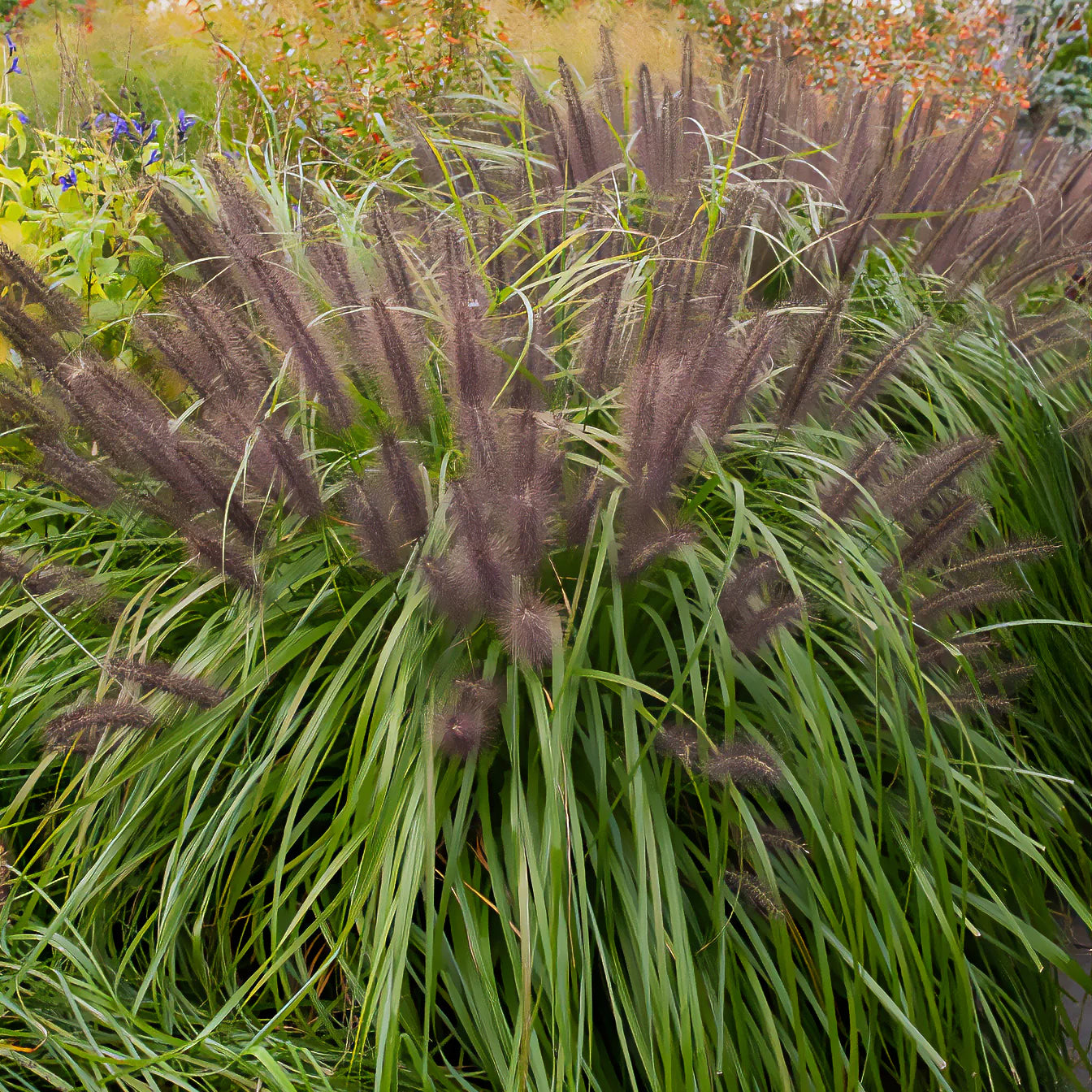 Pennisetum alopecuroides,Stipa tenuissima ,Festuca glauca - 3 Ziergräser für trockenen Boden - Gräser