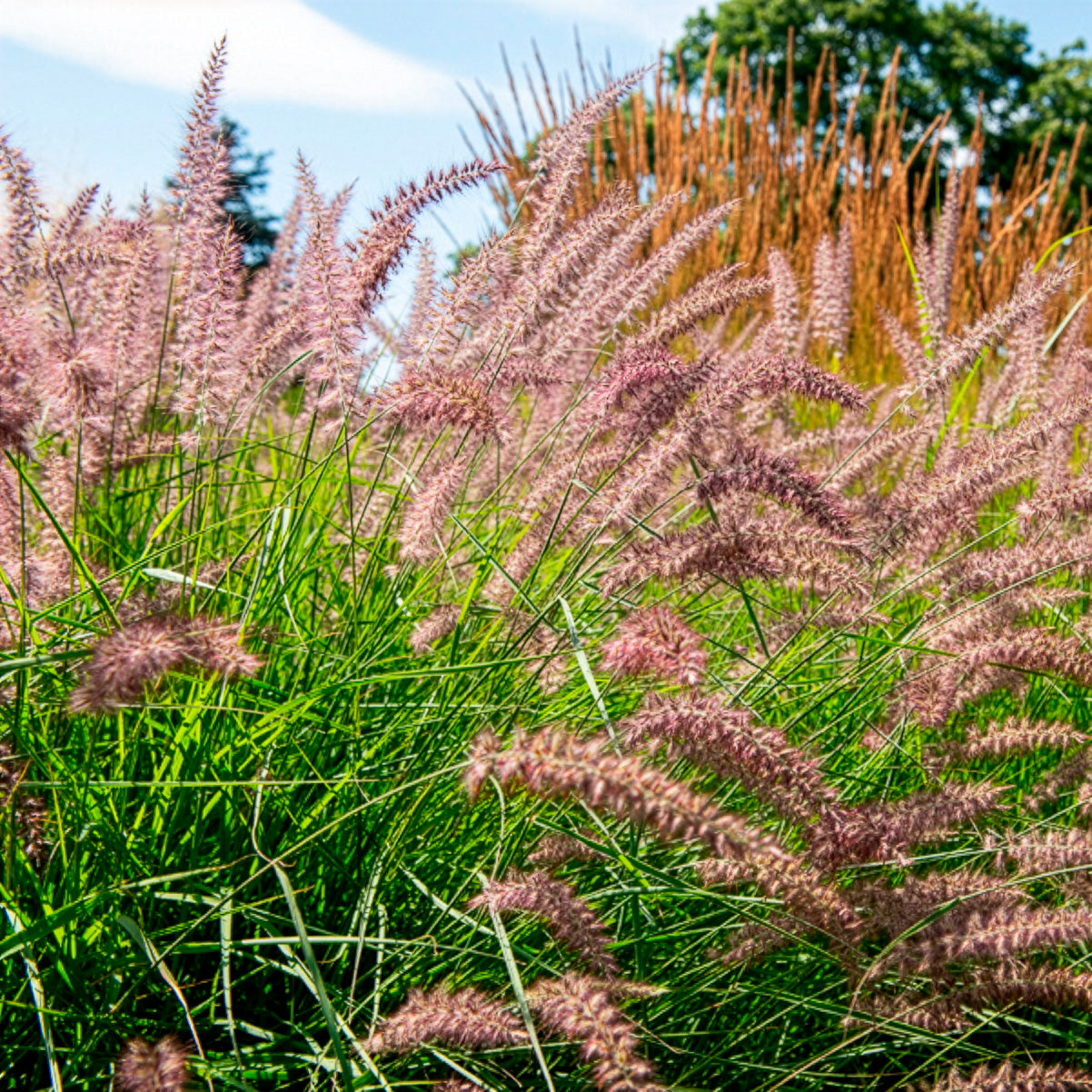 Pennisetum - Lampenputzergras Karley Rose - Pennisetum orientale Karley Rose ®