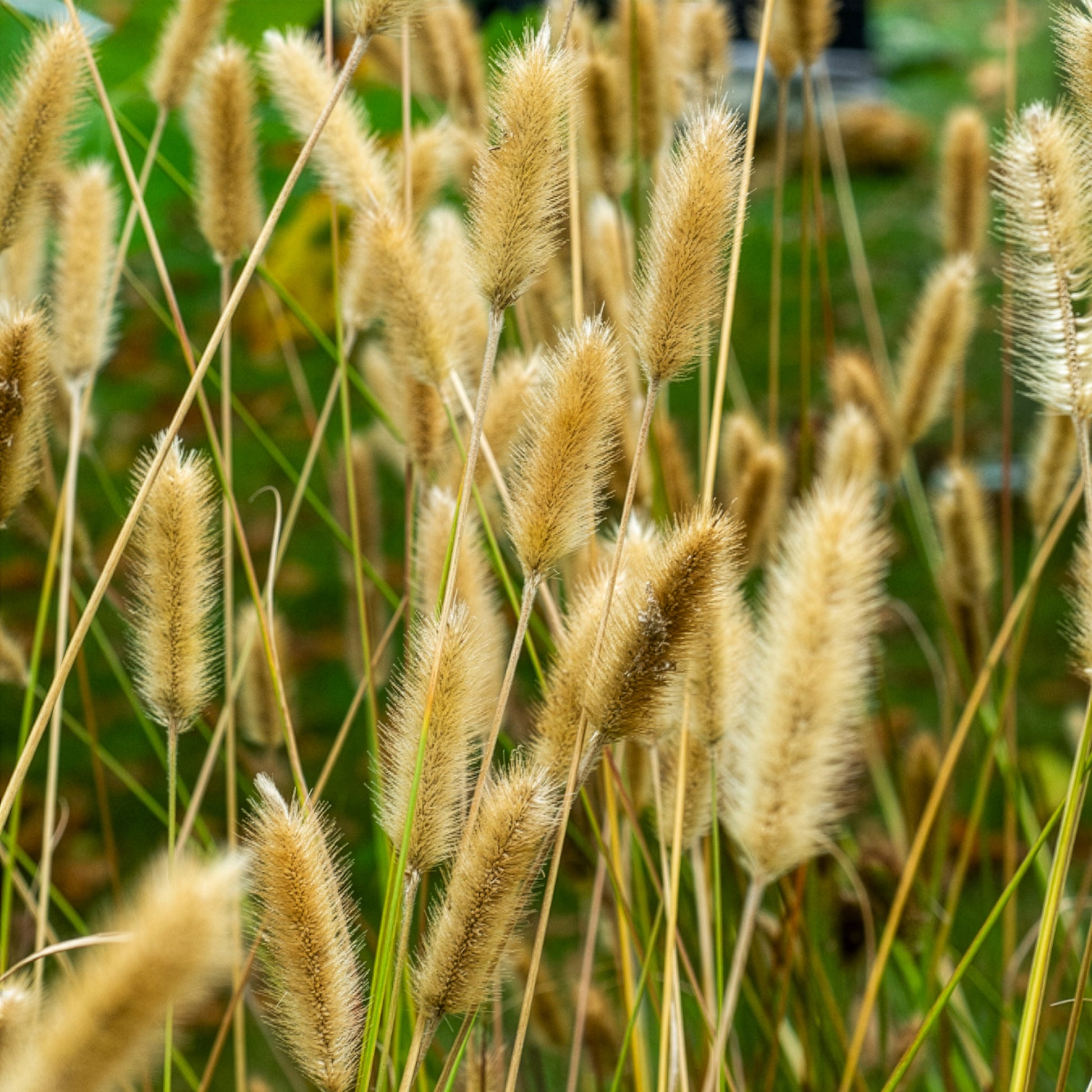 Pennisetum thunbergii Red Buttons - Lampenputzergras Red Button - Pennisetum