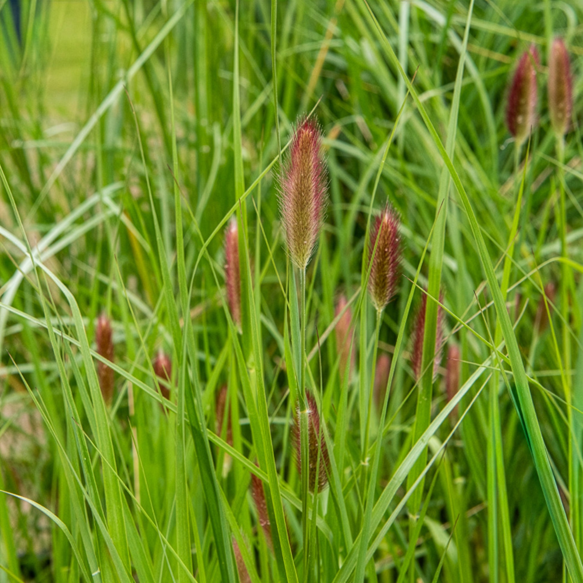 Pennisetum - Lampenputzergras Red Button - Pennisetum thunbergii Red Buttons