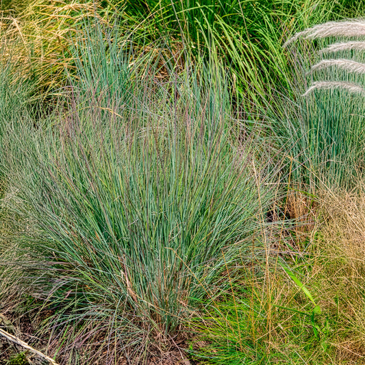 Präriegras (Schizachyrium) - Bakker