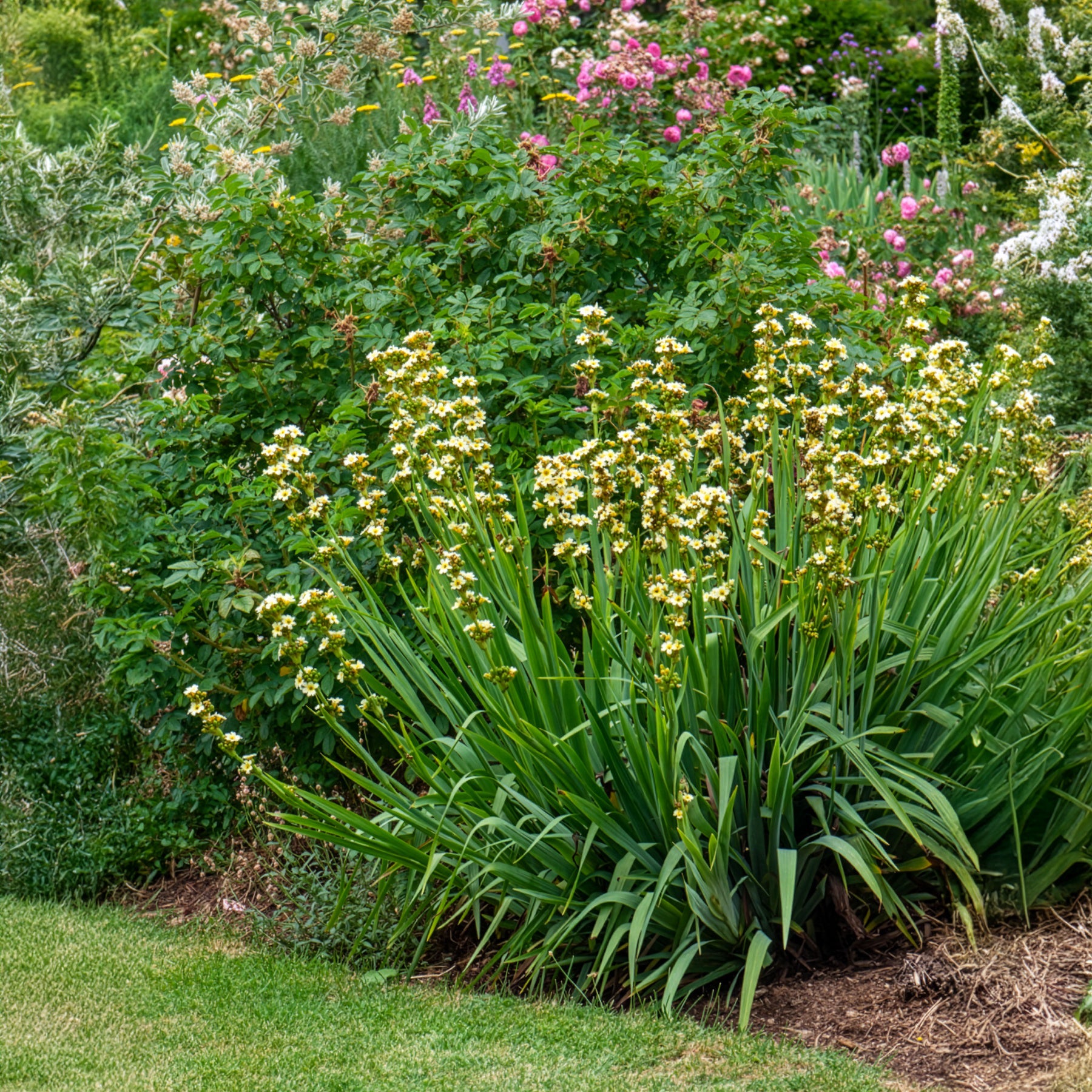 Gestreiftes Grasschwertel - Sisyrinchium striatum - Bakker