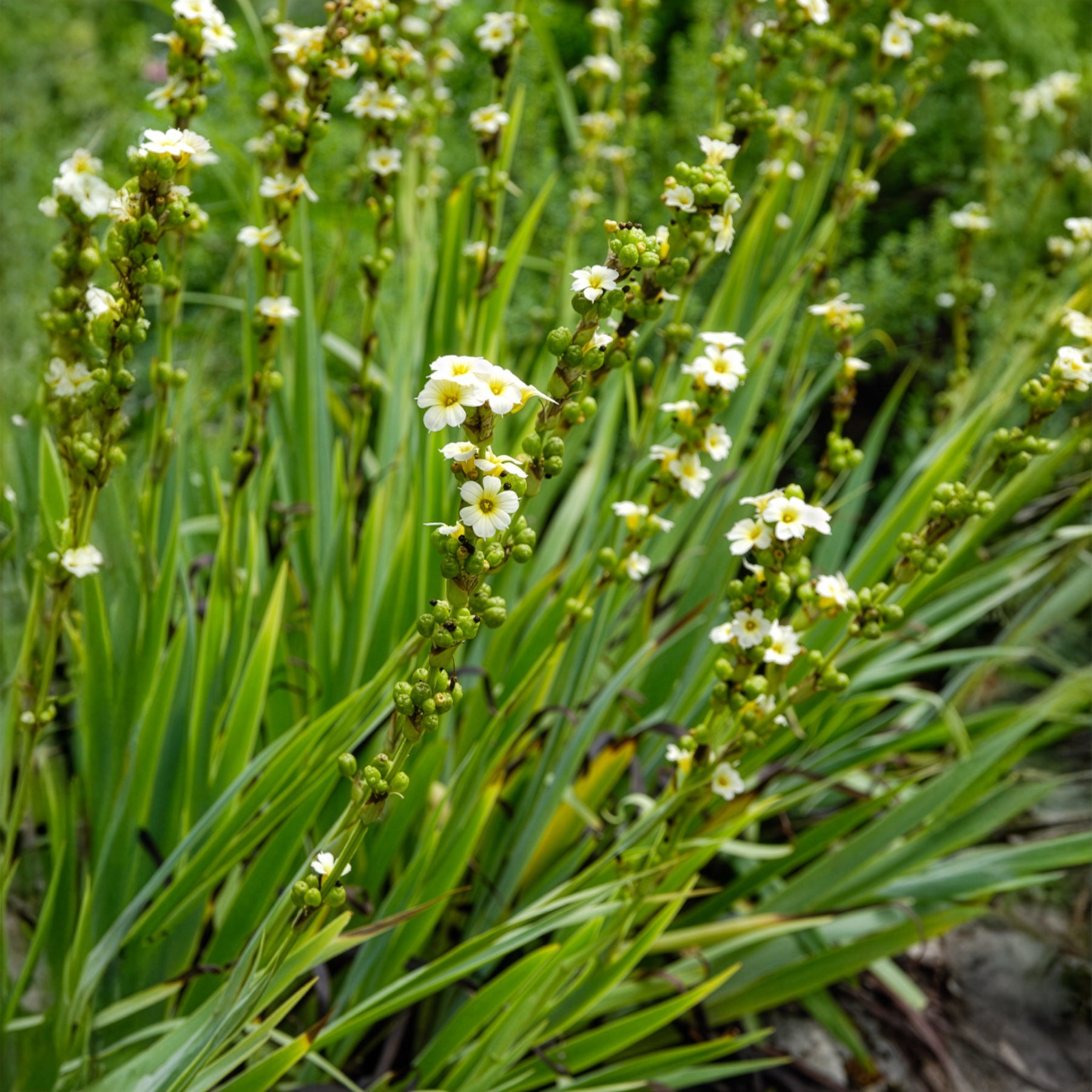 Blühende Stauden - Gestreiftes Grasschwertel - Sisyrinchium striatum