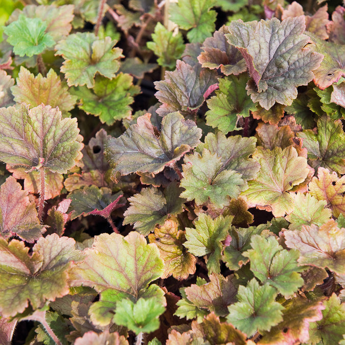 Fransenblume ‘Rubra’ - Tellima grandiflora Rubra - Bakker