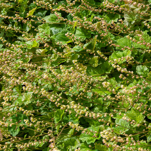 Fransenblume ‘Rubra’ - Bakker