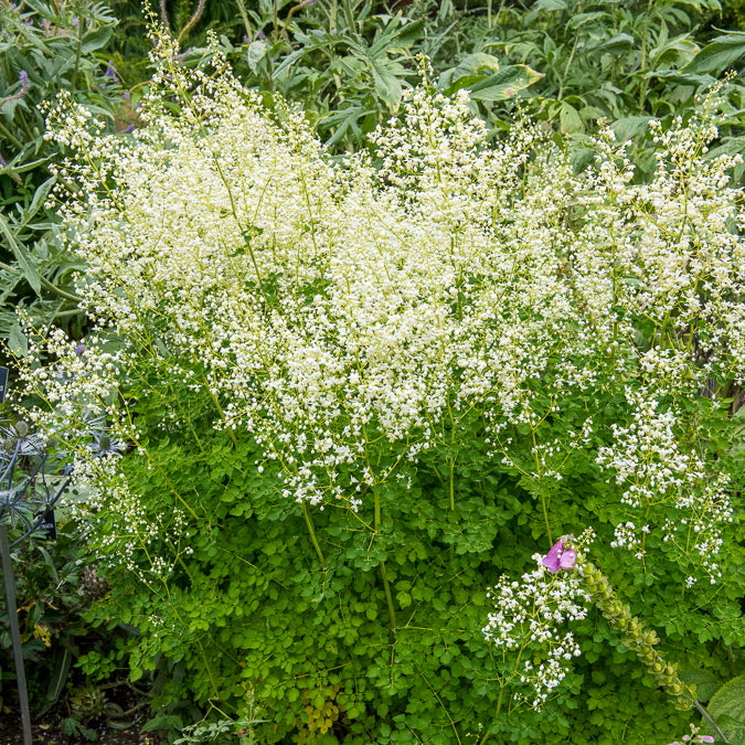 Wiesenraute ‘Album’ - Bakker