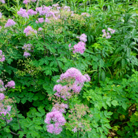 Thalictrum black stockings - Akeleiblättrige Wiesenraute Black Stockings - Wiesenraute