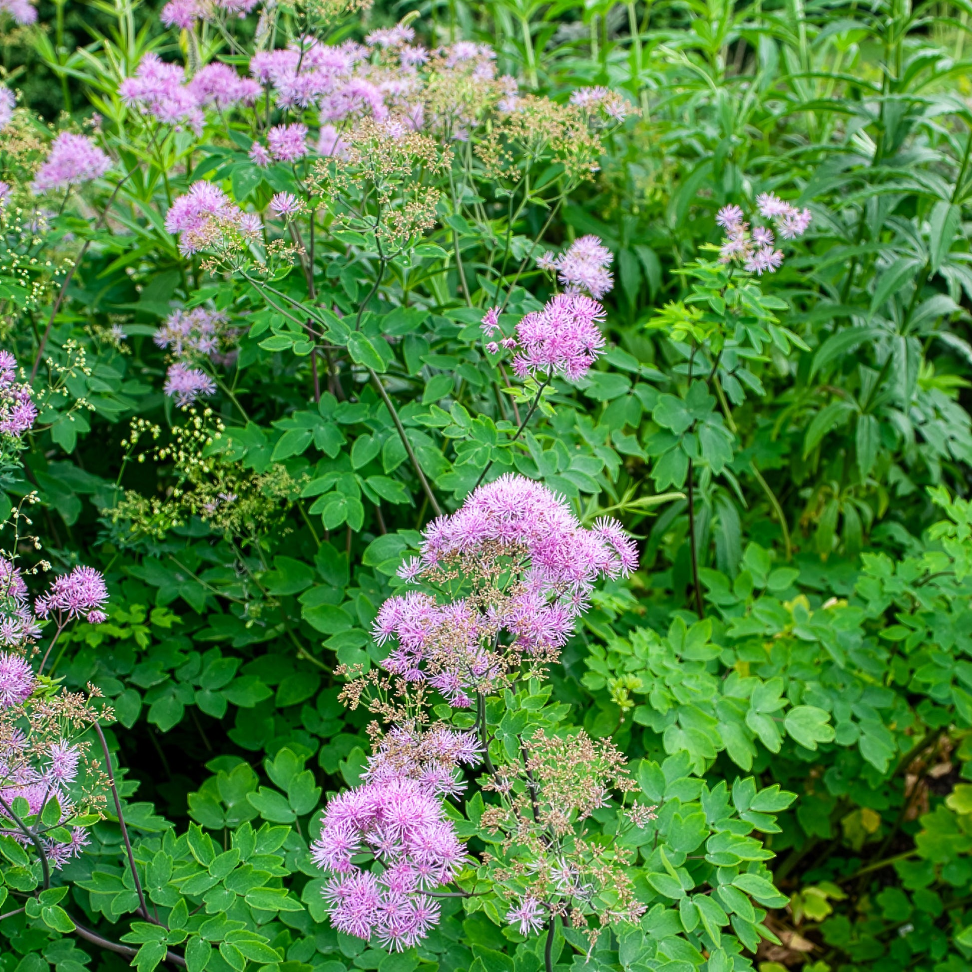 Thalictrum black stockings - Akeleiblättrige Wiesenraute Black Stockings - Wiesenraute
