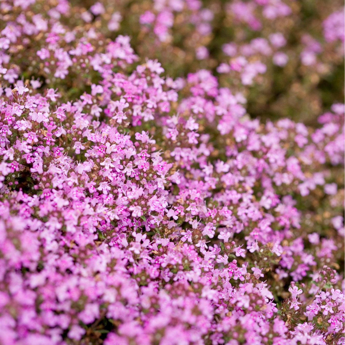 Thymian Coccineus - Thymus praecox coccineus - Bakker