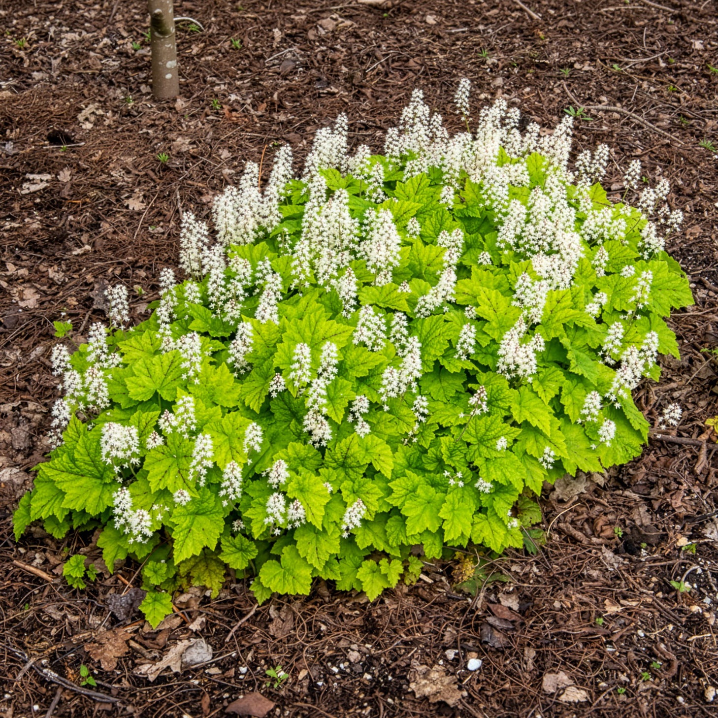 Verkauf Herzblättrige Schaumblüten - Tiarella cordifolia