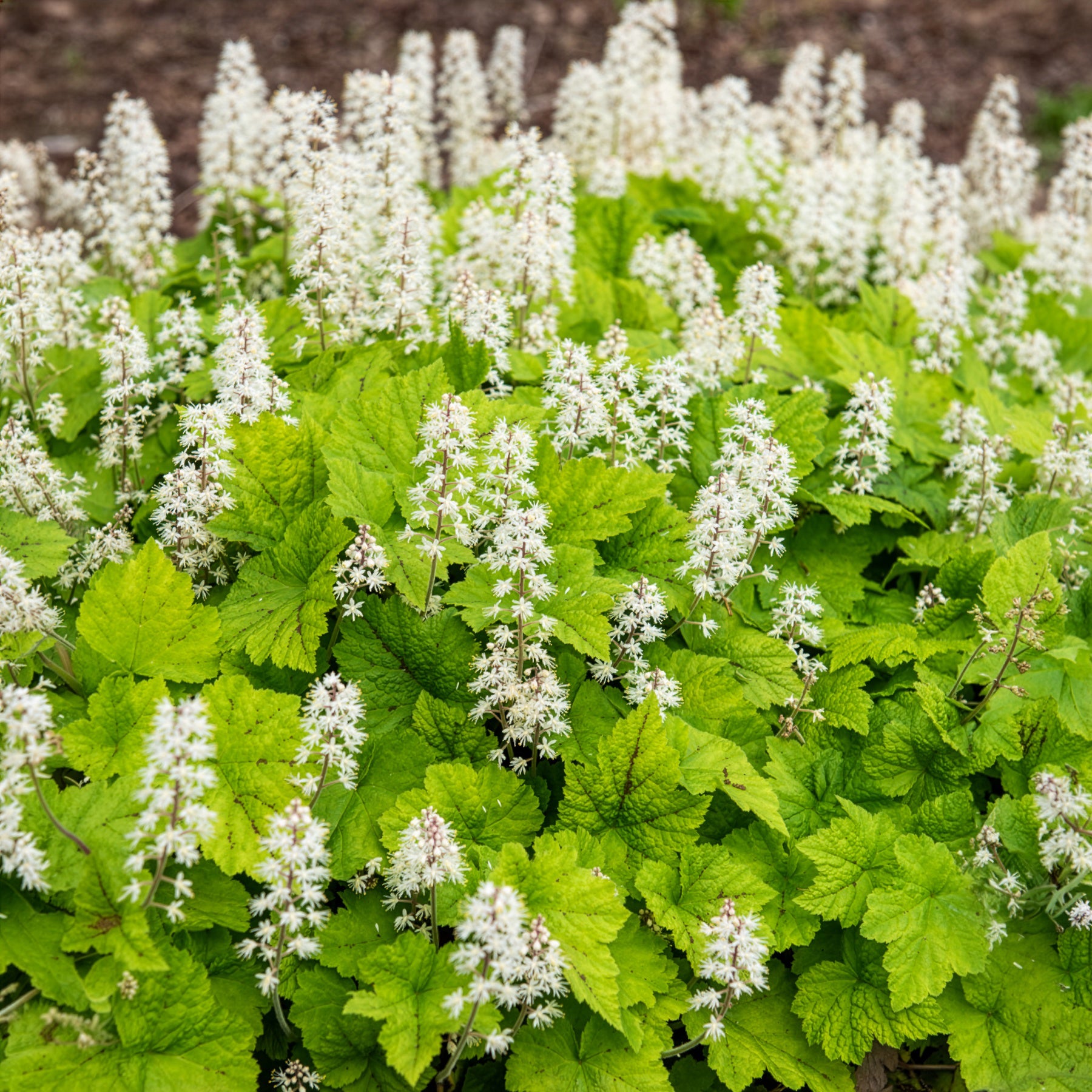 Herzblättrige Schaumblüten - Tiarella cordifolia - Bakker